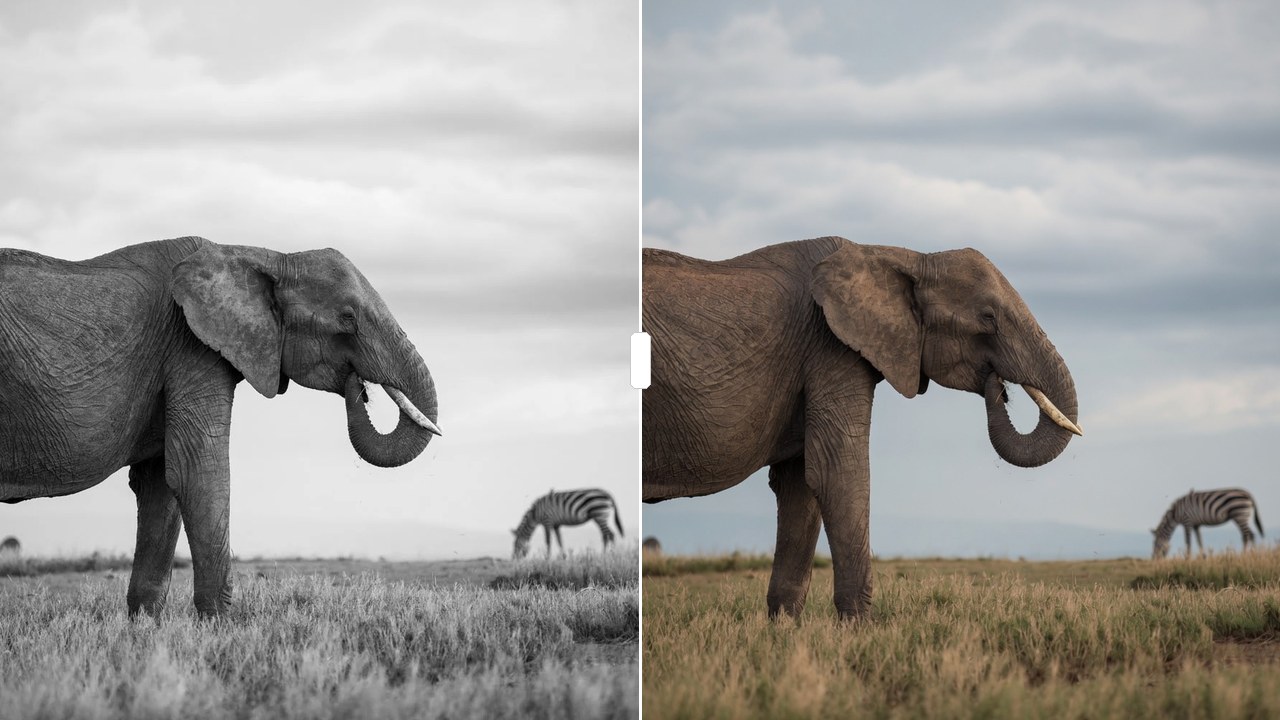 Antes e depois: elefante em preto e branco e a versão colorida pela IA